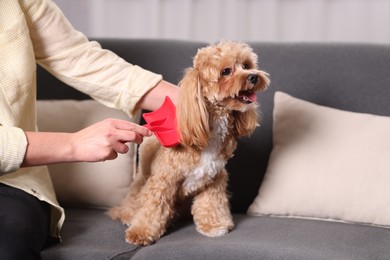 Photo of Woman brushing cute Maltipoo dog on sofa at home, closeup