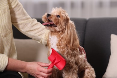 Photo of Woman brushing cute Maltipoo dog on sofa at home, closeup