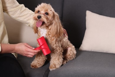 Photo of Woman brushing cute Maltipoo dog on sofa at home, closeup