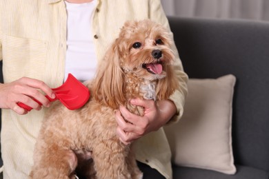 Photo of Woman brushing cute Maltipoo dog on sofa at home, closeup