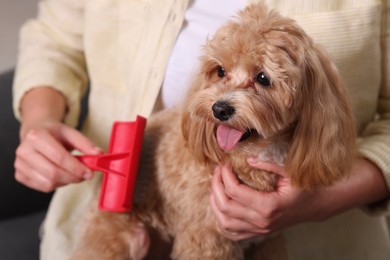 Photo of Woman brushing cute Maltipoo dog at home, closeup