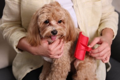 Photo of Woman brushing cute Maltipoo dog at home, closeup