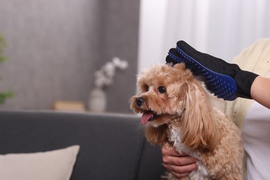 Photo of Woman brushing cute Maltipoo dog with grooming glove at home, closeup. Space for text