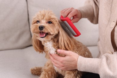 Photo of Woman brushing cute Maltipoo dog on sofa at home, closeup