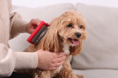 Photo of Woman brushing cute Maltipoo dog on sofa at home, closeup