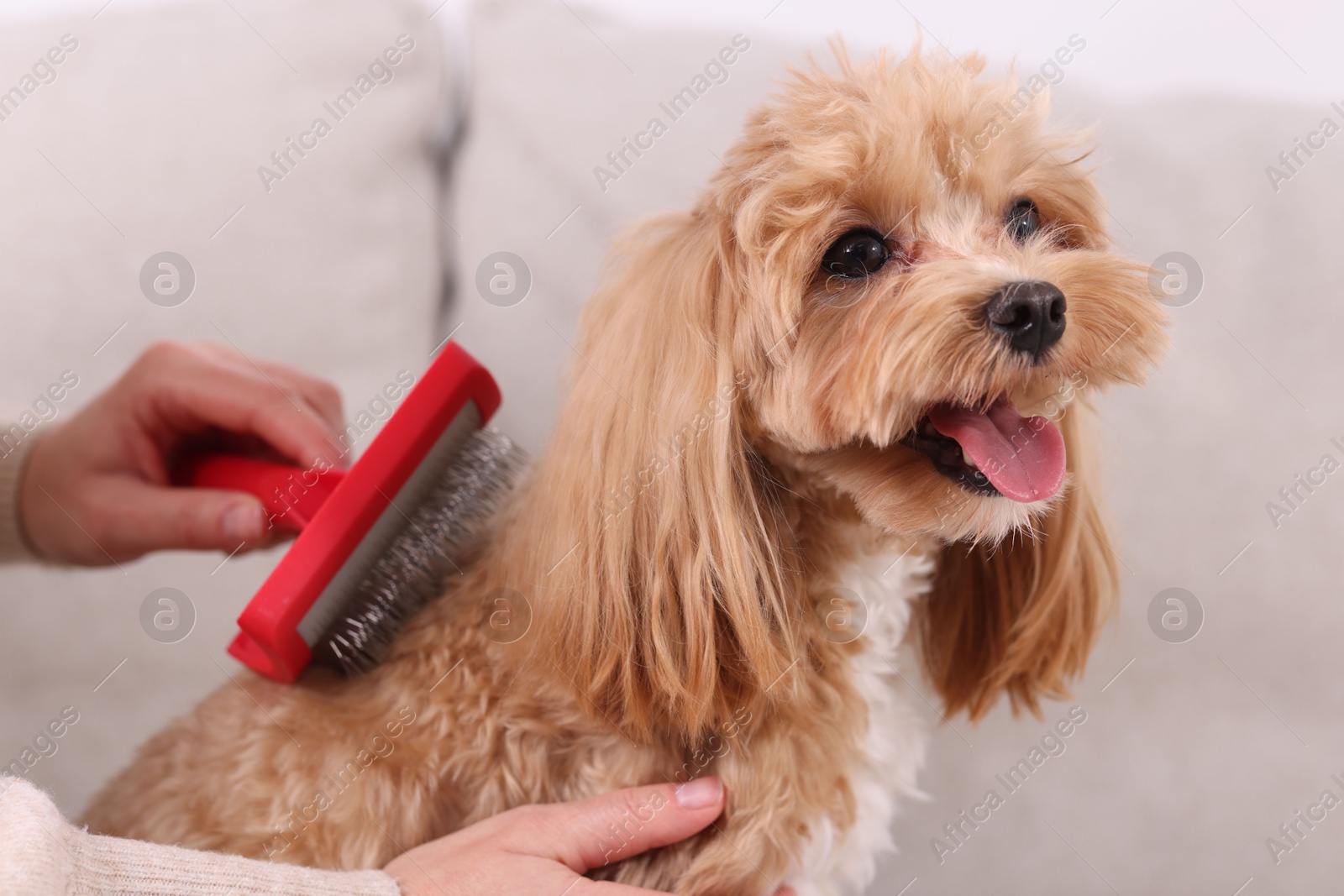 Photo of Woman brushing cute Maltipoo dog at home, closeup