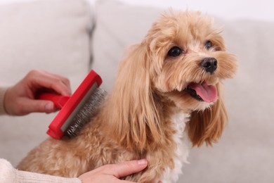 Photo of Woman brushing cute Maltipoo dog at home, closeup