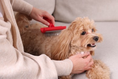 Photo of Woman brushing cute Maltipoo dog on sofa at home, closeup