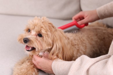 Photo of Woman brushing cute Maltipoo dog on sofa at home, closeup