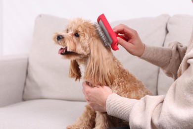 Photo of Woman brushing cute Maltipoo dog on sofa at home, closeup