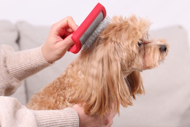 Photo of Woman brushing cute Maltipoo dog at home, closeup