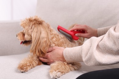 Photo of Woman brushing cute Maltipoo dog on sofa at home, closeup