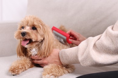 Photo of Woman brushing cute Maltipoo dog on sofa at home, closeup