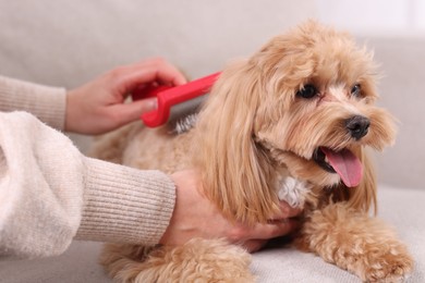 Photo of Woman brushing cute Maltipoo dog on sofa at home, closeup