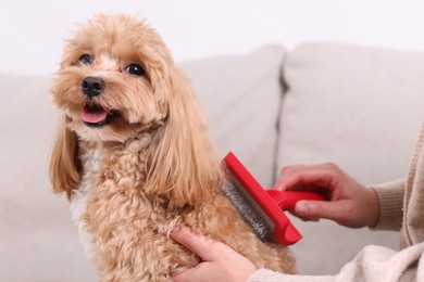 Photo of Woman brushing cute Maltipoo dog on sofa at home, closeup