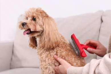 Photo of Woman brushing cute Maltipoo dog on sofa at home, closeup