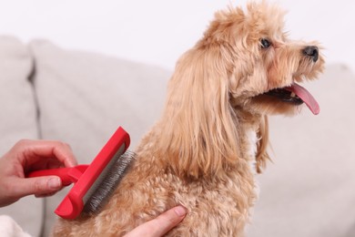 Photo of Woman brushing cute Maltipoo dog at home, closeup