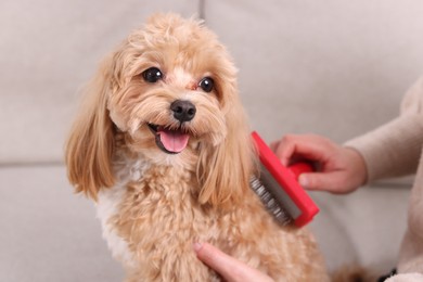 Photo of Woman brushing cute Maltipoo dog at home, closeup