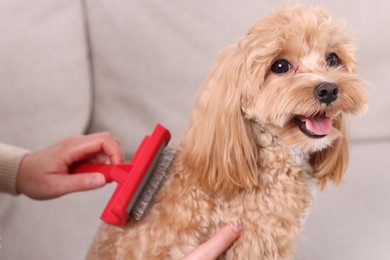 Photo of Woman brushing cute Maltipoo dog at home, closeup