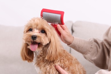 Photo of Woman brushing cute Maltipoo dog on sofa at home, closeup