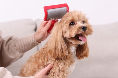 Photo of Woman brushing cute Maltipoo dog on sofa at home, closeup