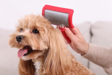 Woman brushing cute Maltipoo dog at home, closeup