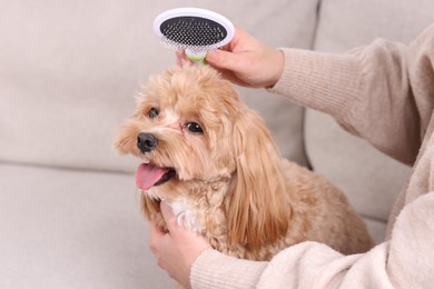 Photo of Woman brushing cute Maltipoo dog on sofa at home, closeup