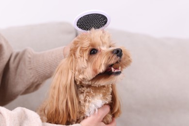 Photo of Woman brushing cute Maltipoo dog on sofa at home, closeup. Space for text