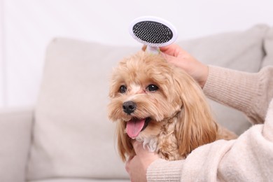 Photo of Woman brushing cute Maltipoo dog on sofa at home, closeup. Space for text