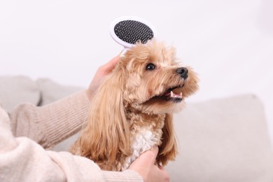 Photo of Woman brushing cute Maltipoo dog on sofa at home, closeup