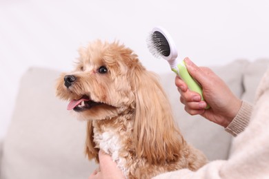 Photo of Woman brushing cute Maltipoo dog on sofa at home, closeup