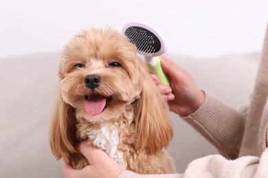 Photo of Woman brushing cute Maltipoo dog on sofa at home, closeup