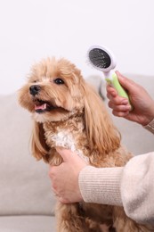 Photo of Woman brushing cute Maltipoo dog on sofa at home, closeup