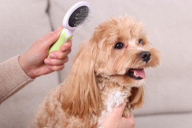 Photo of Woman brushing cute Maltipoo dog on sofa at home, closeup