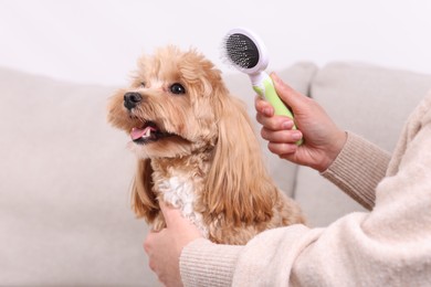 Photo of Woman brushing cute Maltipoo dog on sofa at home, closeup