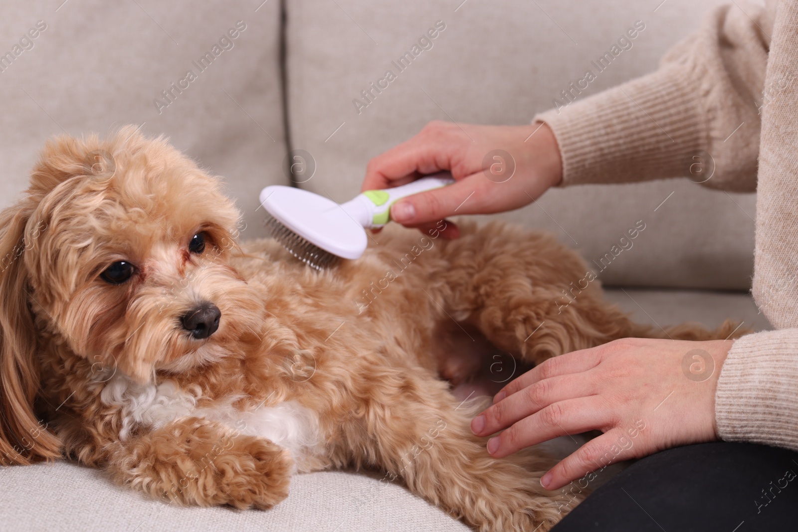 Photo of Woman brushing cute Maltipoo dog on sofa at home, closeup