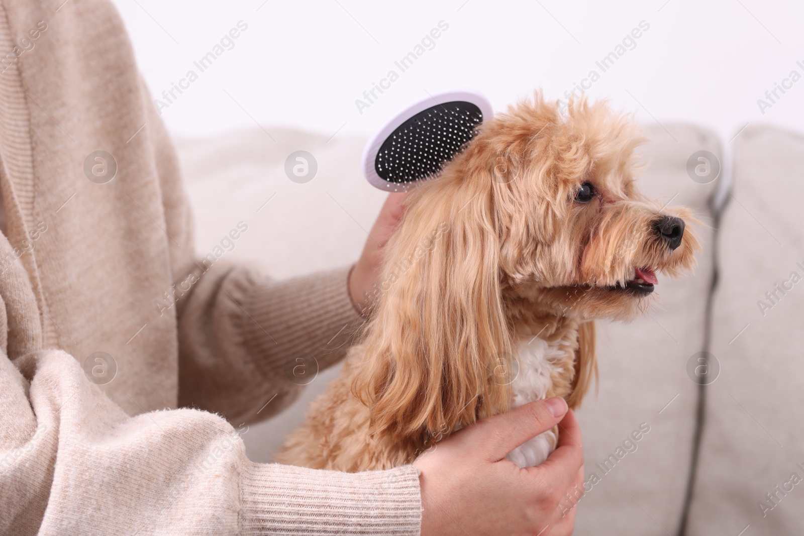 Photo of Woman brushing cute Maltipoo dog on sofa at home, closeup