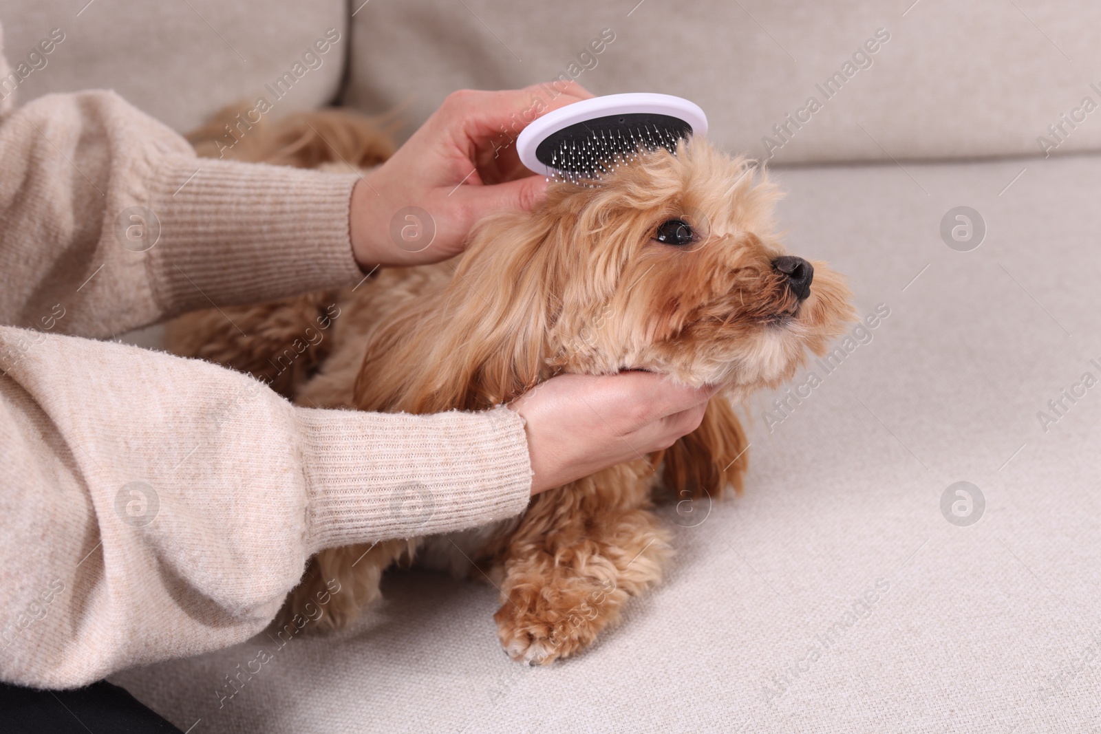 Photo of Woman brushing cute Maltipoo dog on sofa at home, closeup. Space for text