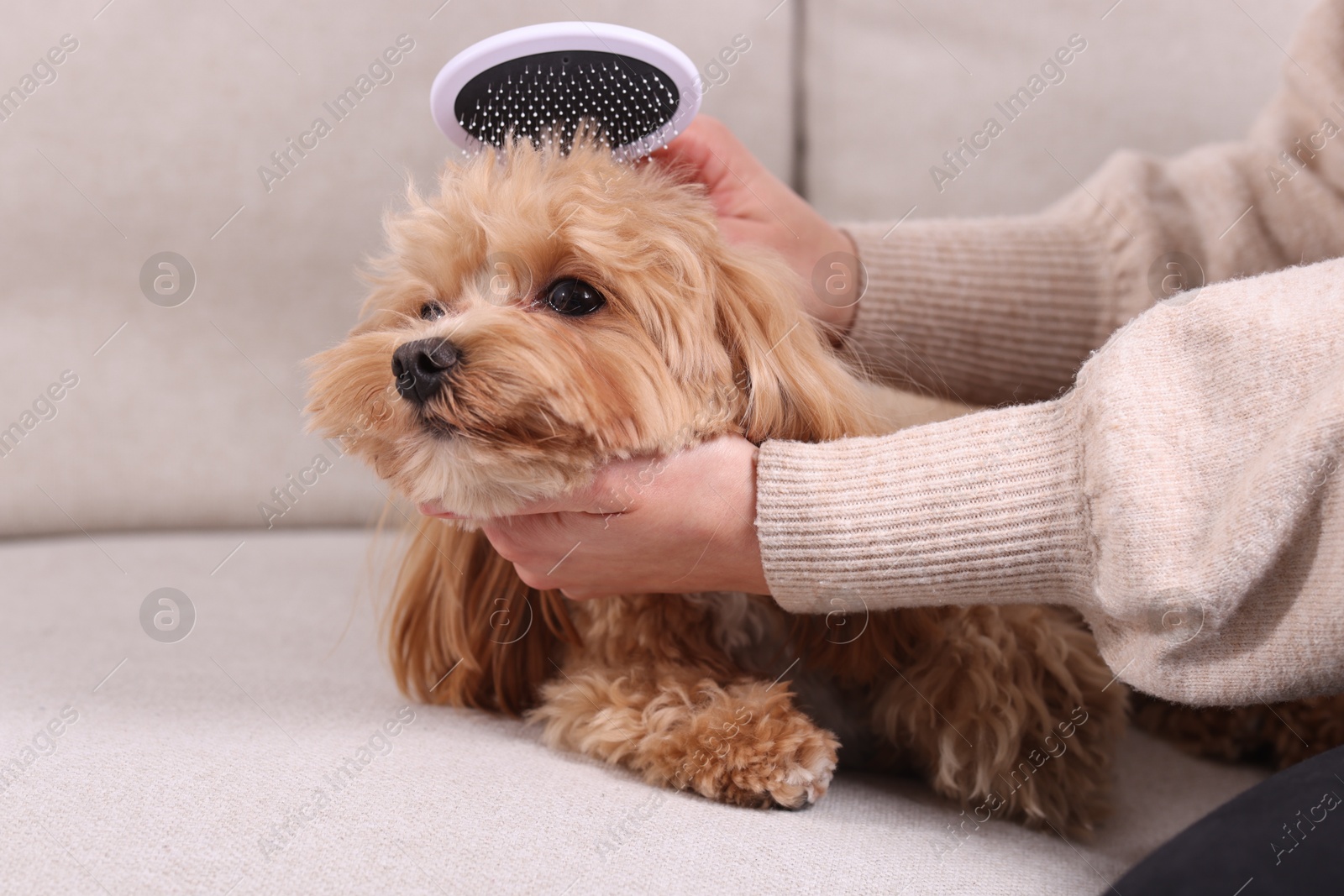 Photo of Woman brushing cute Maltipoo dog on sofa at home, closeup