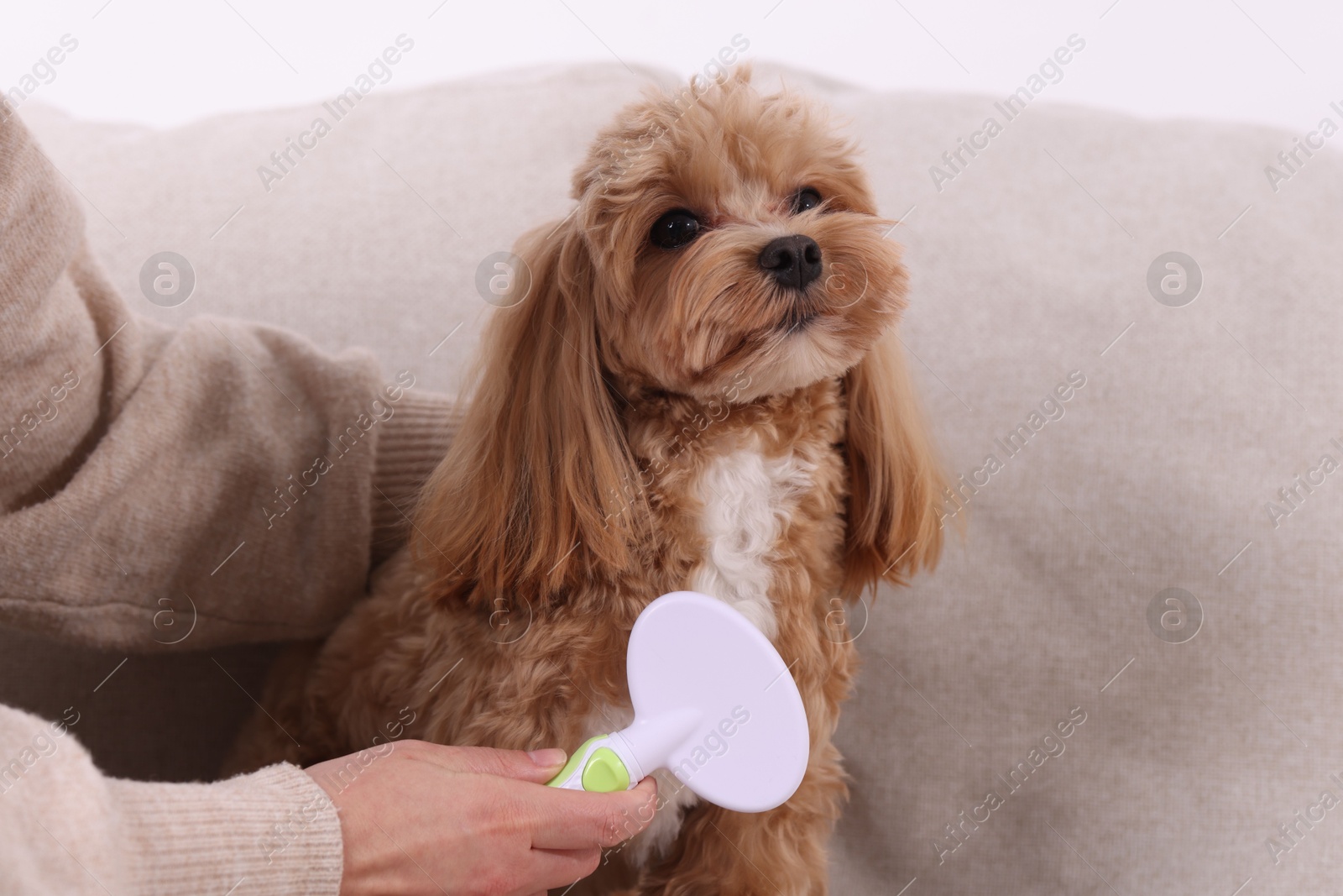 Photo of Woman brushing cute Maltipoo dog on sofa at home, closeup