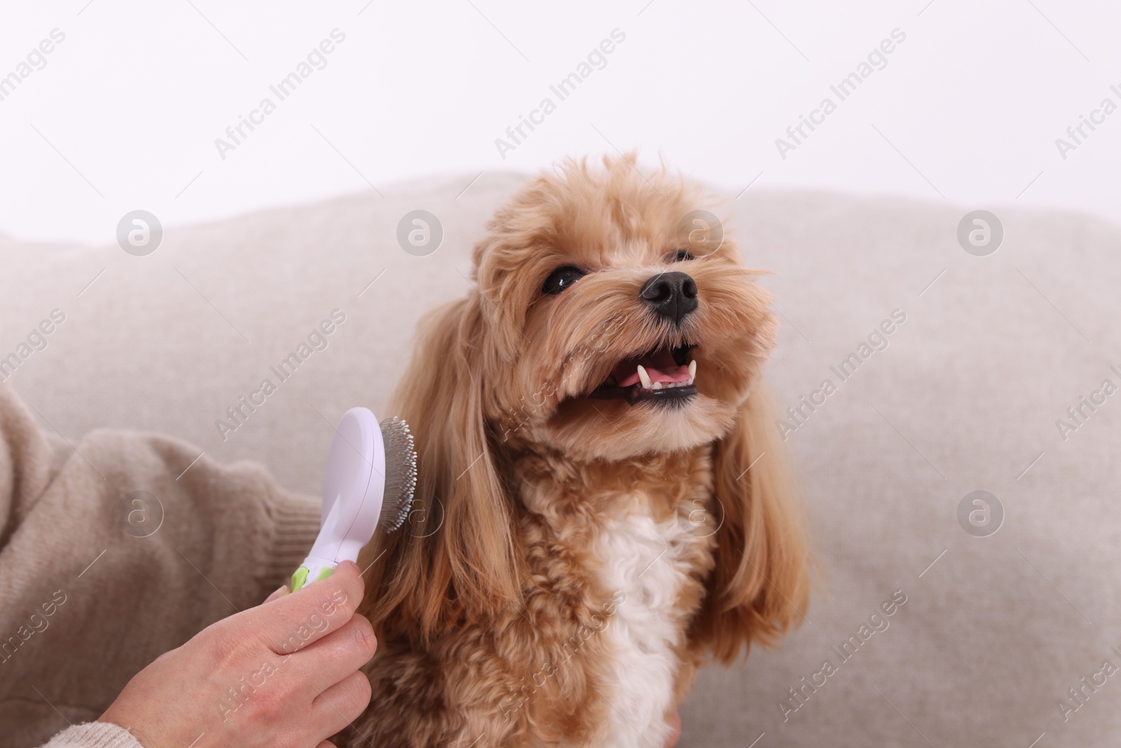 Photo of Woman brushing cute Maltipoo dog at home, closeup