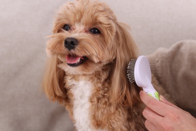 Photo of Woman brushing cute Maltipoo dog at home, closeup