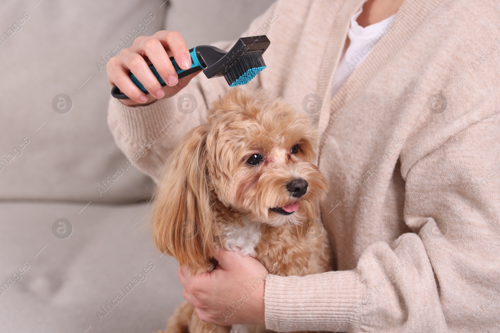 Photo of Woman brushing cute Maltipoo dog on sofa at home, closeup