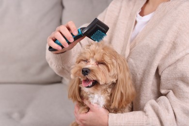 Photo of Woman brushing cute Maltipoo dog on sofa at home, closeup