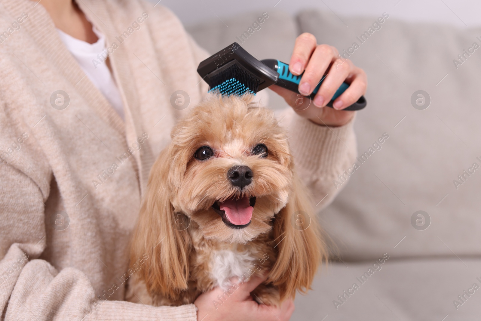 Photo of Woman brushing cute Maltipoo dog on sofa at home, closeup