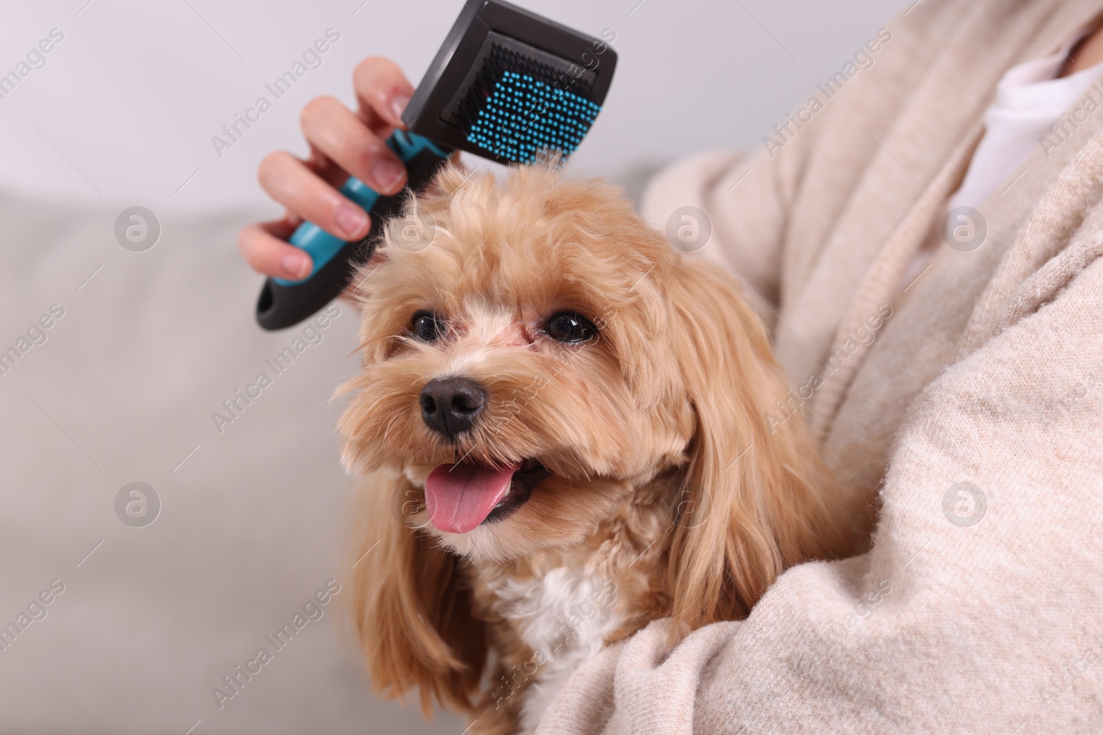 Photo of Woman brushing cute Maltipoo dog at home, closeup