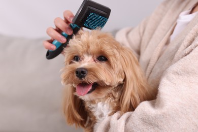 Photo of Woman brushing cute Maltipoo dog at home, closeup