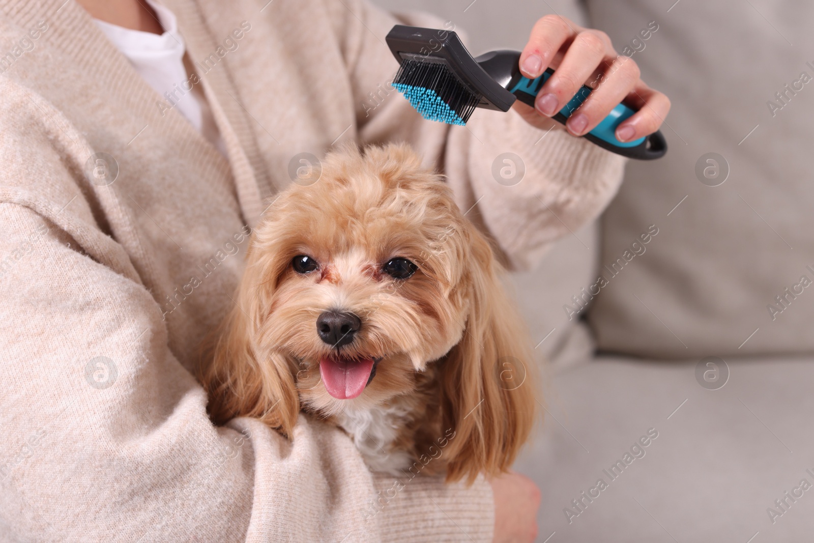 Photo of Woman brushing cute Maltipoo dog at home, closeup