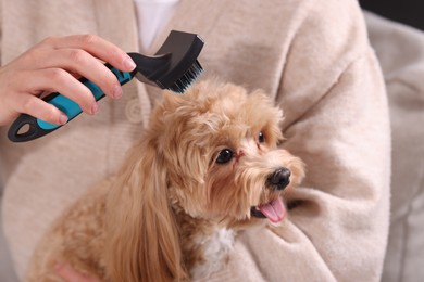 Photo of Woman brushing cute Maltipoo dog at home, closeup