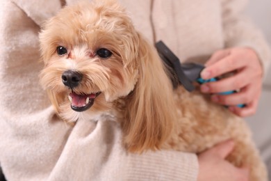 Photo of Woman brushing cute Maltipoo dog at home, closeup